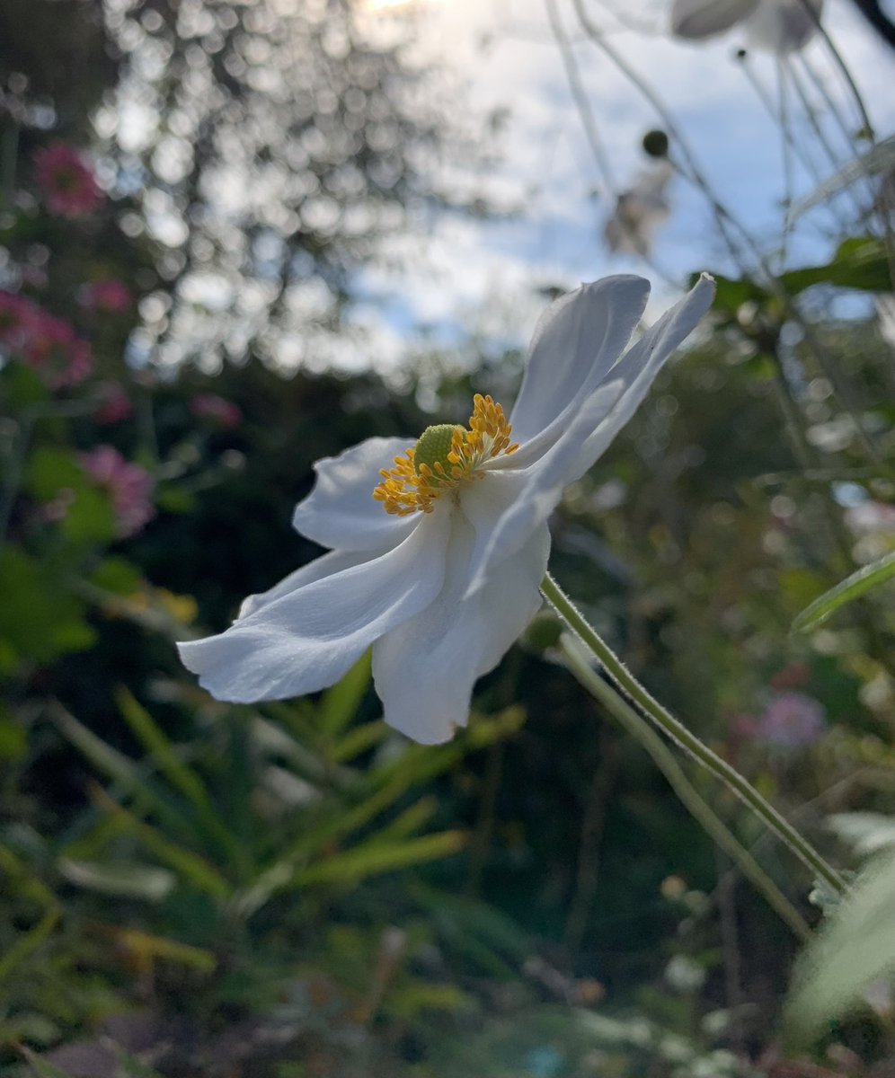 こんばんは
 #シュウメイギク