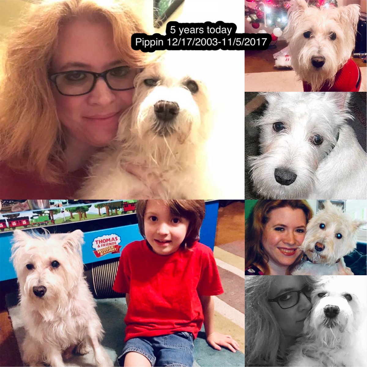 DMPerry_Artist's tweet image. 5 years today (tonight actually) our sweet Pippin passed away in my arms. 
We still talk about him &amp;amp; think about him daily. Best dog ever ❤️