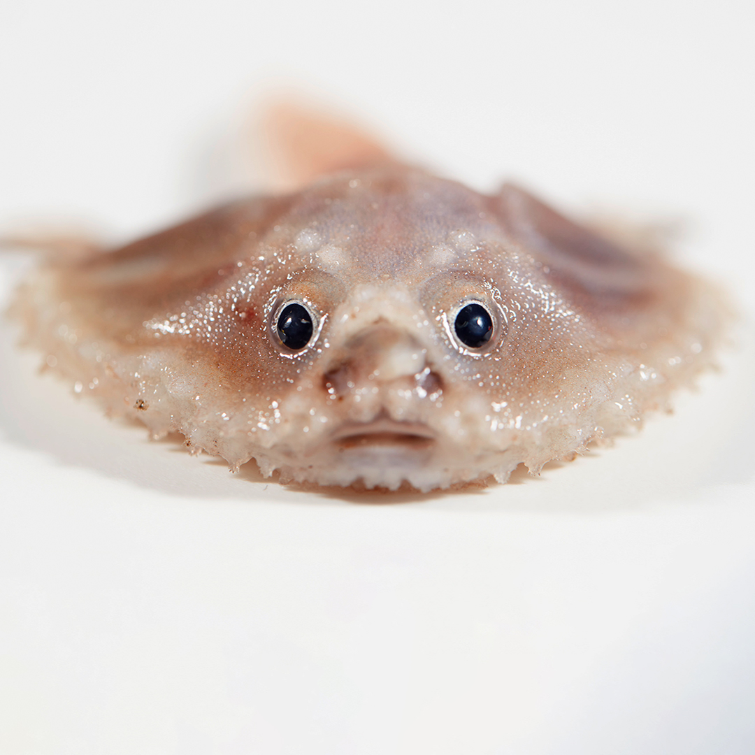 CSIRO's tweet image. Speechless. 😮 

This batfish joins other wonders found by researchers onboard #RVInvestigator while surveying the Indian Ocean Territories as part of the recent #InvestigatingtheIOT voyage. 🏝

spr.ly/6017MtSbd

📷| Ben Healley via @museumsvictoria