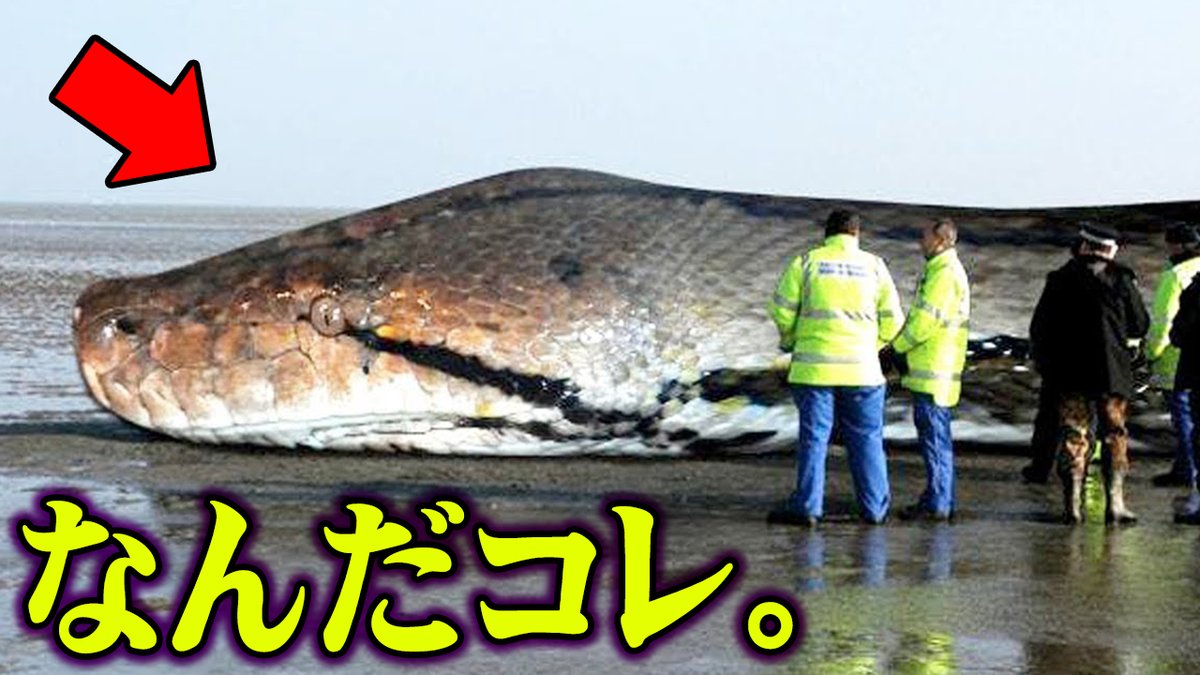 巨大生物 Twitter Search Twitter