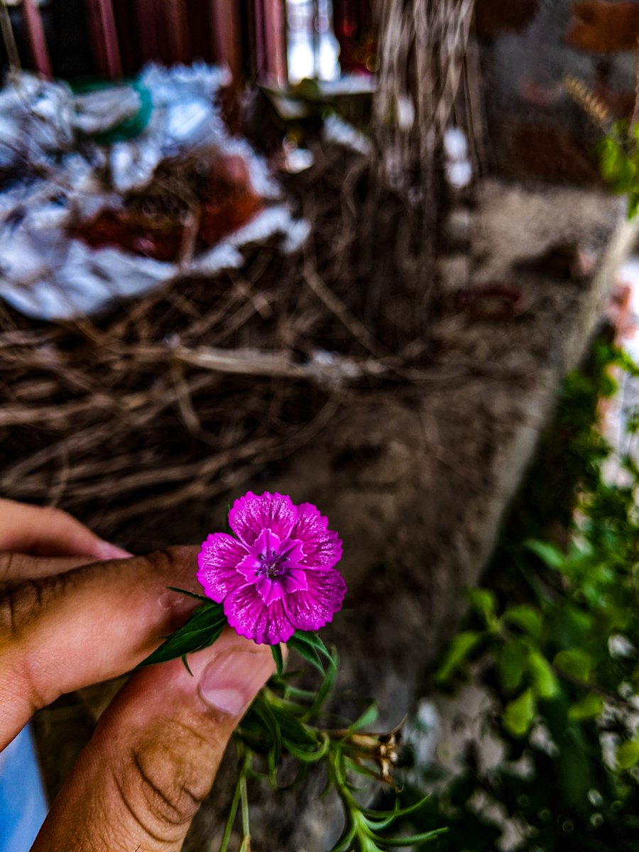 Tiny & Beautiful 💗
#smallbeauty #Pixel7 #mobilephotography #village_life #Flowers #pinkflower #myclick #clickindiaclick