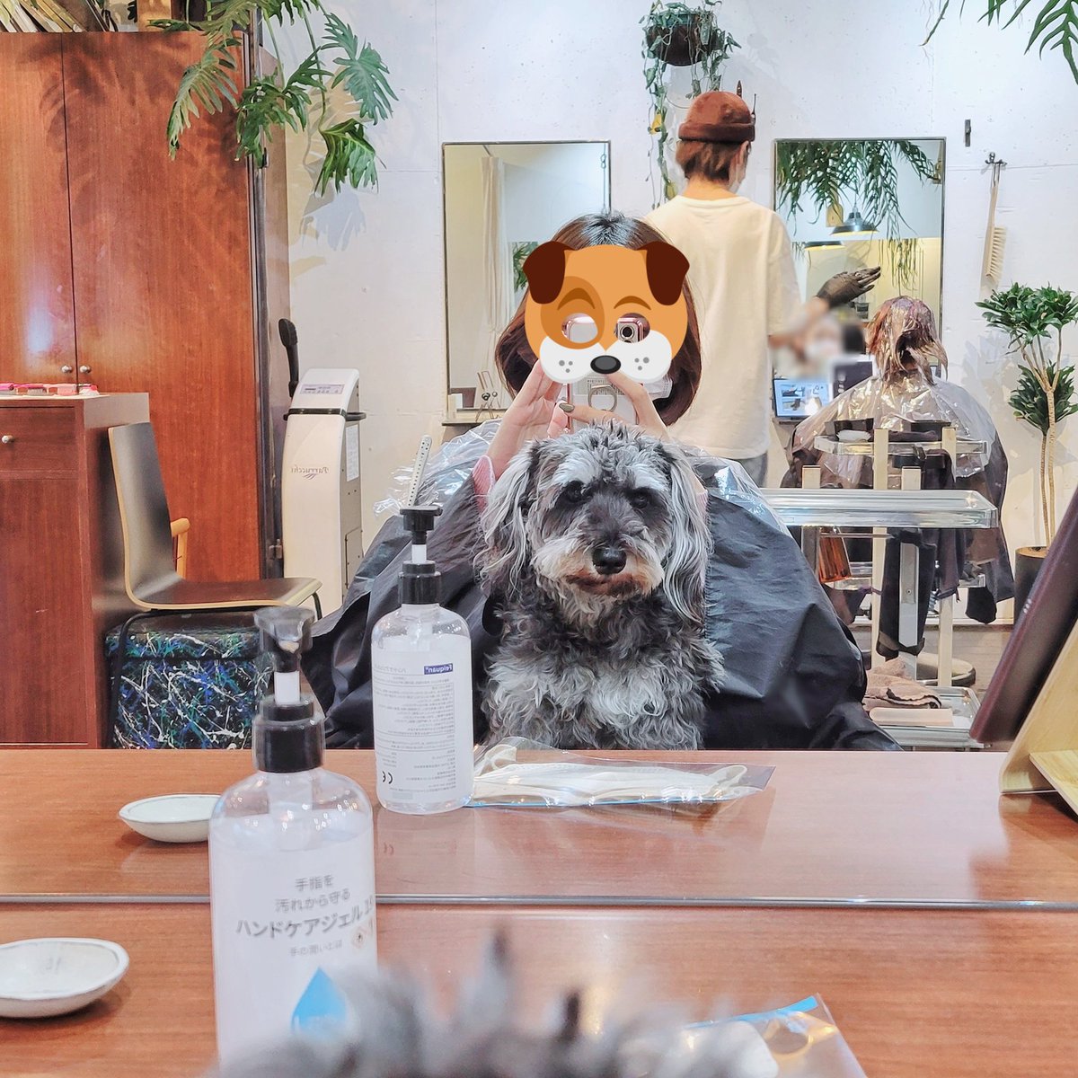 「『犬カフェ行きてぇ～』と『美容院行きてぇ～』の気持ちが合わさった結果『犬がいる美」|なめ子のイラスト