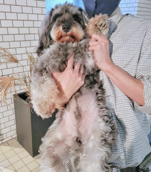 『犬カフェ行きてぇ～』と『美容院行きてぇ～』の気持ちが合わさった結果『犬がいる美容院』に行くことにしたのですが、完璧に"""正解"""だったのでお知らせします 