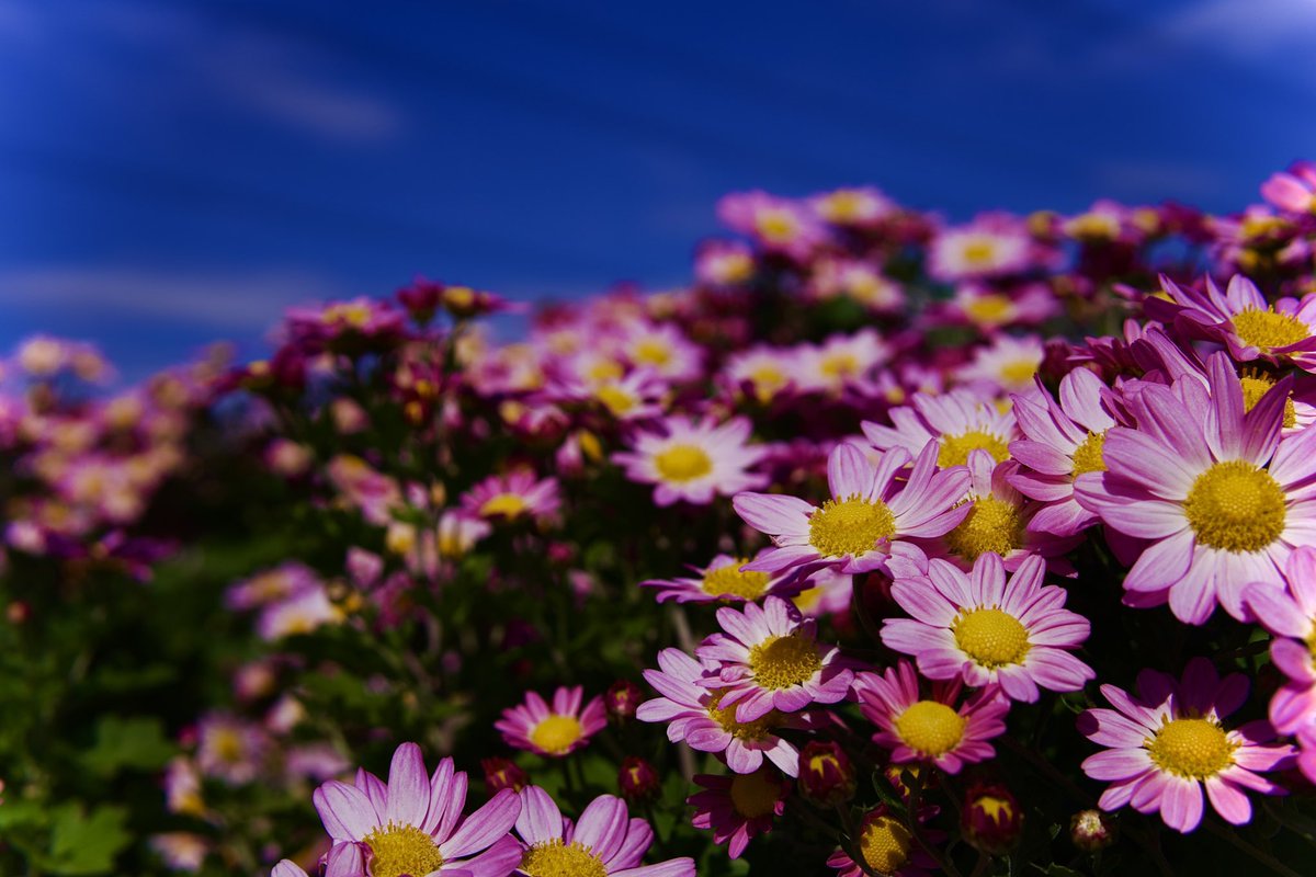 k8cccck's tweet photo. sony a6400 sigma30mm DC DN 
6000*4000 24mp 25MB iso100 f5.6 https://t.co/CXJG4Ca4De