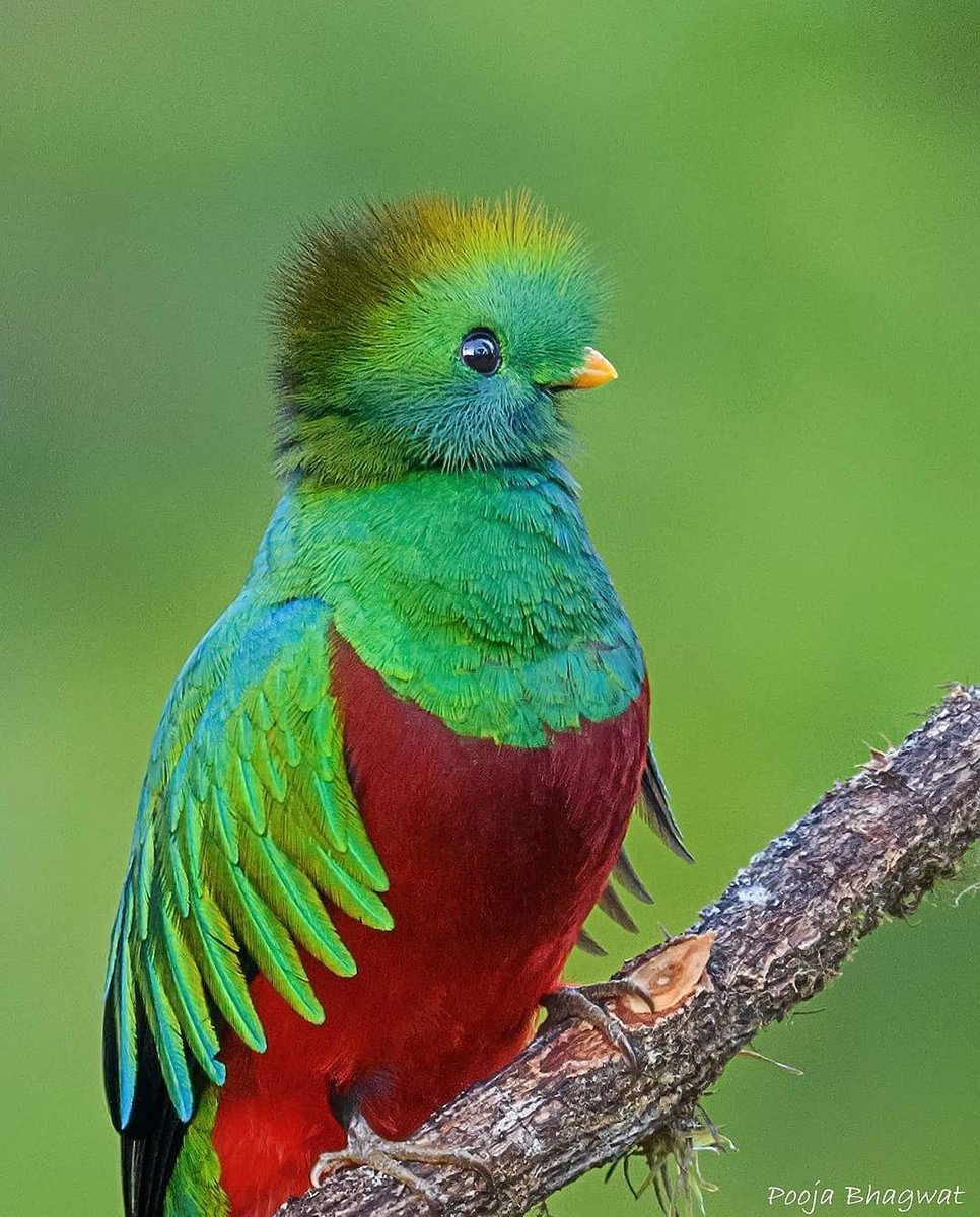 PazyBirds's tweet image. Quetzal

📸 pooja_bhagwat