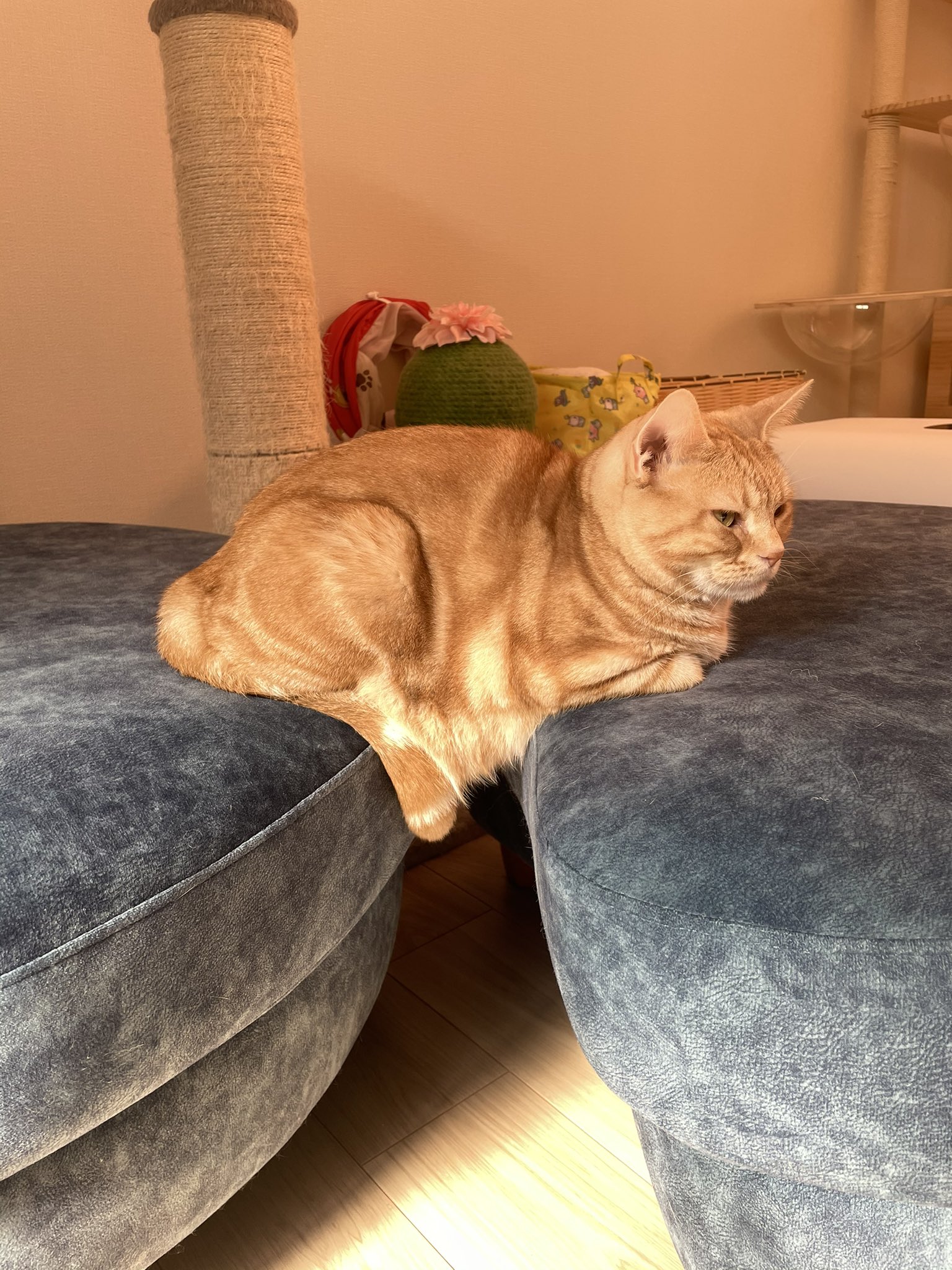 吾輩は猫ニートである。 on X: 吾輩は猫ニートである。 on X: