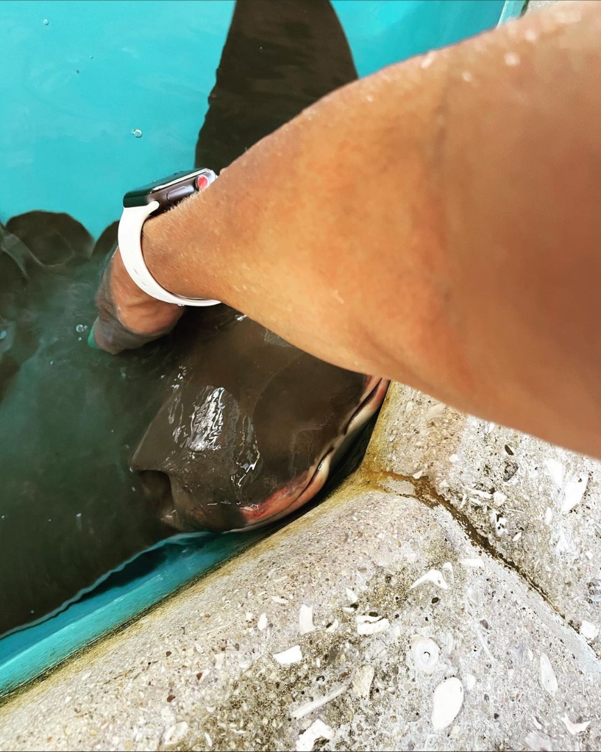 Florida Oceanographic Society (@FLOceanographic) / Twitter