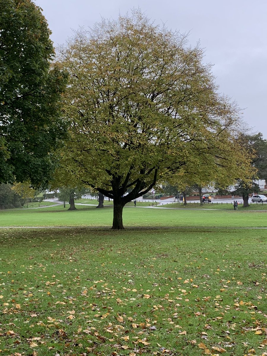ValerieBarlow6's tweet photo. When you arrive at @oakhillparkrun and the cones are like this, it can only mean one thing #beastcourse @borofergie @parkrunUK @thebodycoach #walkwithjoe #loveparkrun #dontlovehills 🧡❤️💛💚💙💜🖤🤍🤎💗 https://t.co/1ZCv2MWAyK