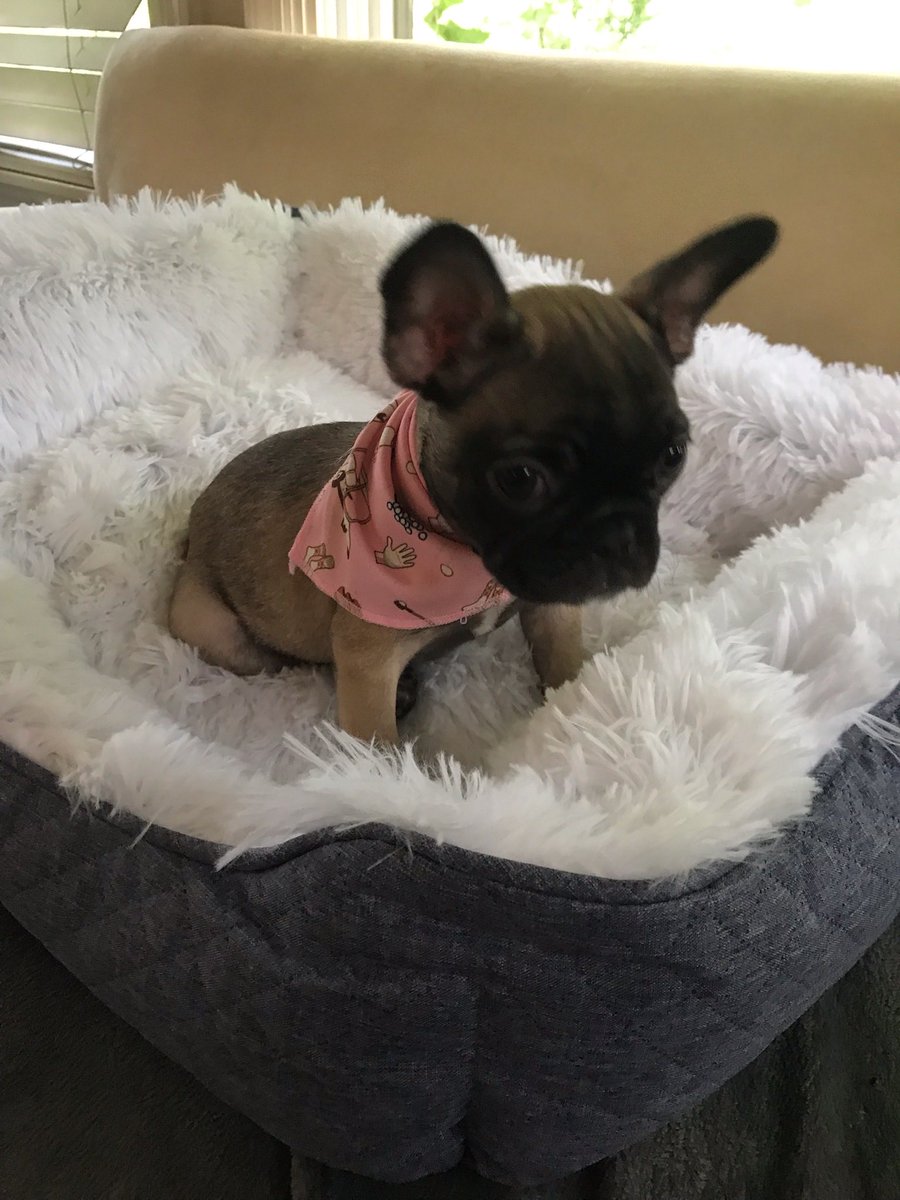 Perry Lee Greer, Jr tweet media