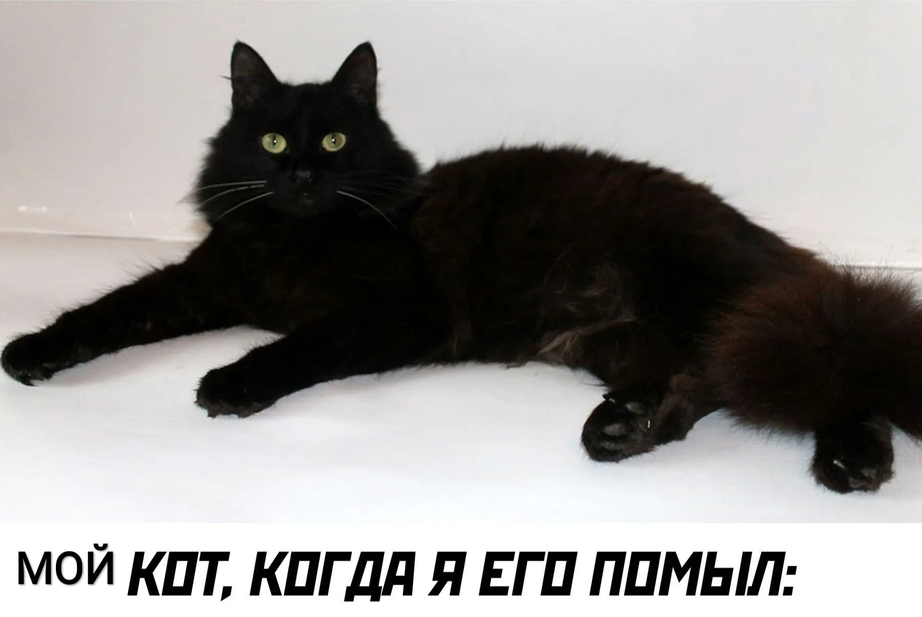 Сибирский черный кот