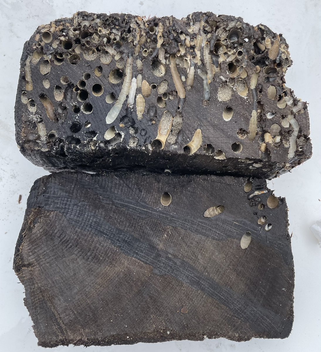What an exciting week! Back under water to inspect #shipwrecks in #Formentera. Prepping samples on the boat cause I couldn’t wait to have a first ring count 🤩 Excellent samples despite Teredo (last pic is the same timber: upper part badly eaten; lower half perfectly preserved)