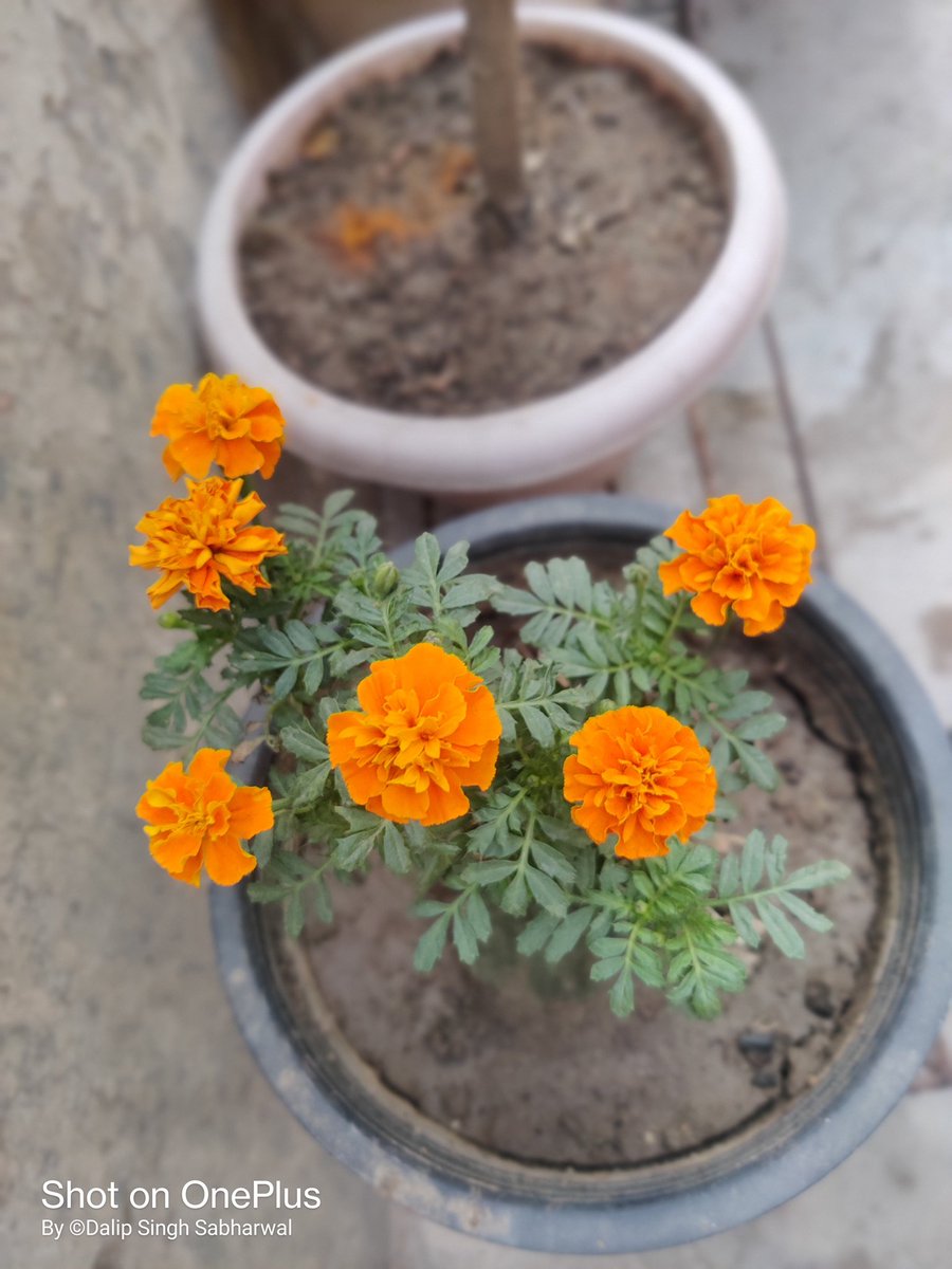 Flowers GROW BACK, even after they are STEPPED ON. And I am no different 😊

#flowers #plantation #homegarden #gardeningismytherapy #terracegardening🌿🌻 #bicyclemayordelhi #spreadlove❤ #stayhealthy #Dilli #spreadgreen #oneracehumanrace #growgreen #keepgoing #pollutionfreedelhi