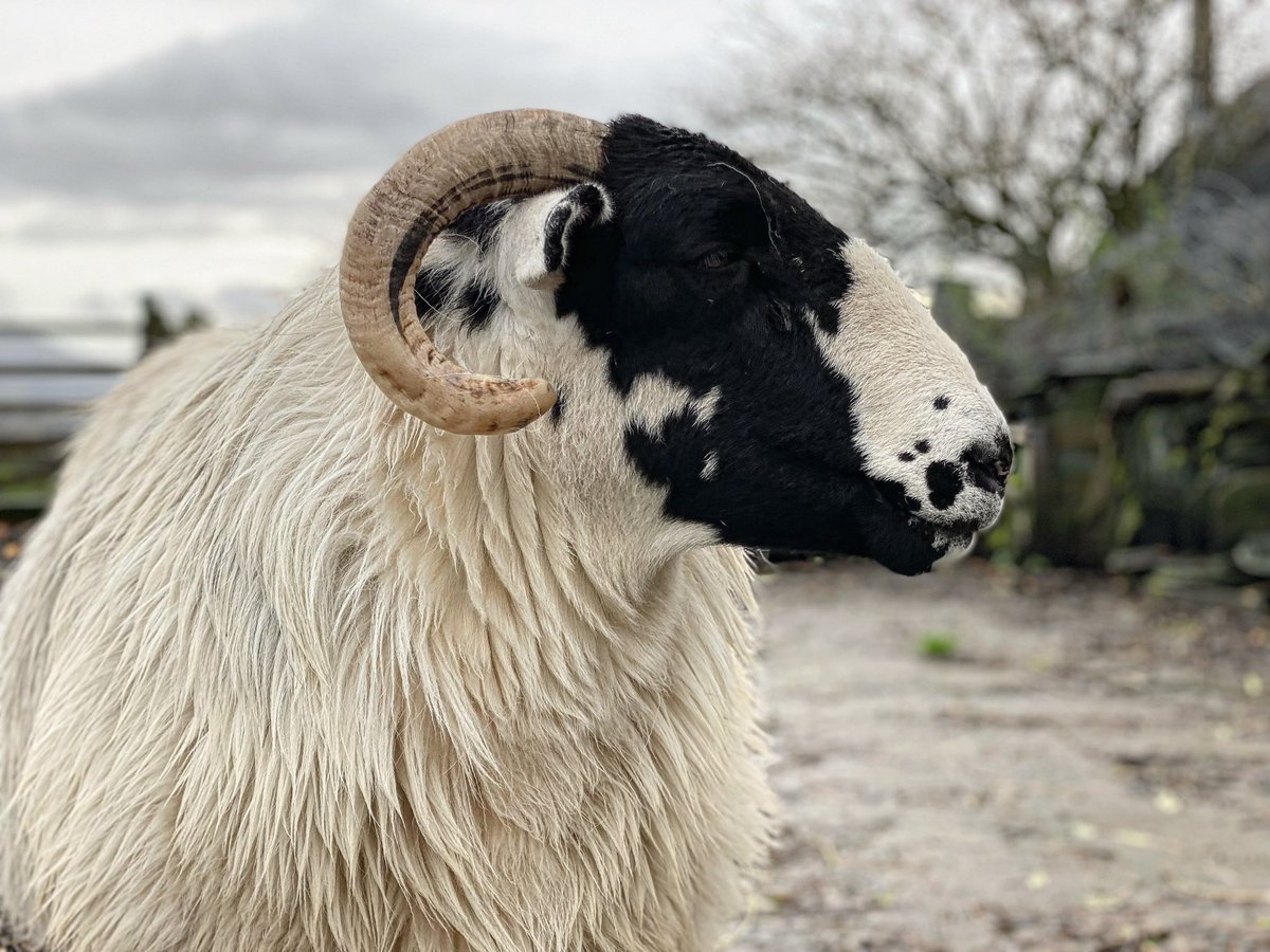 Alison O’Neill theoriginalshepherdess1 on Twitter "It’s raining 🌧 again … luckily my ladies
