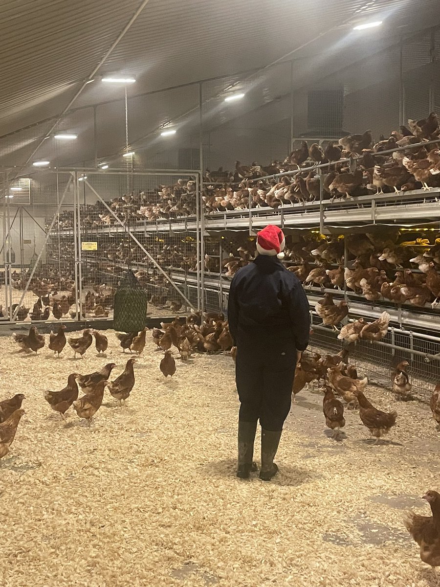 Always nice getting pullets in, just a shame it’s marred by the fact <a href="/Morrisons/">Morrisons</a> are happy to pay this Farmer Christmas an unsustainable egg price