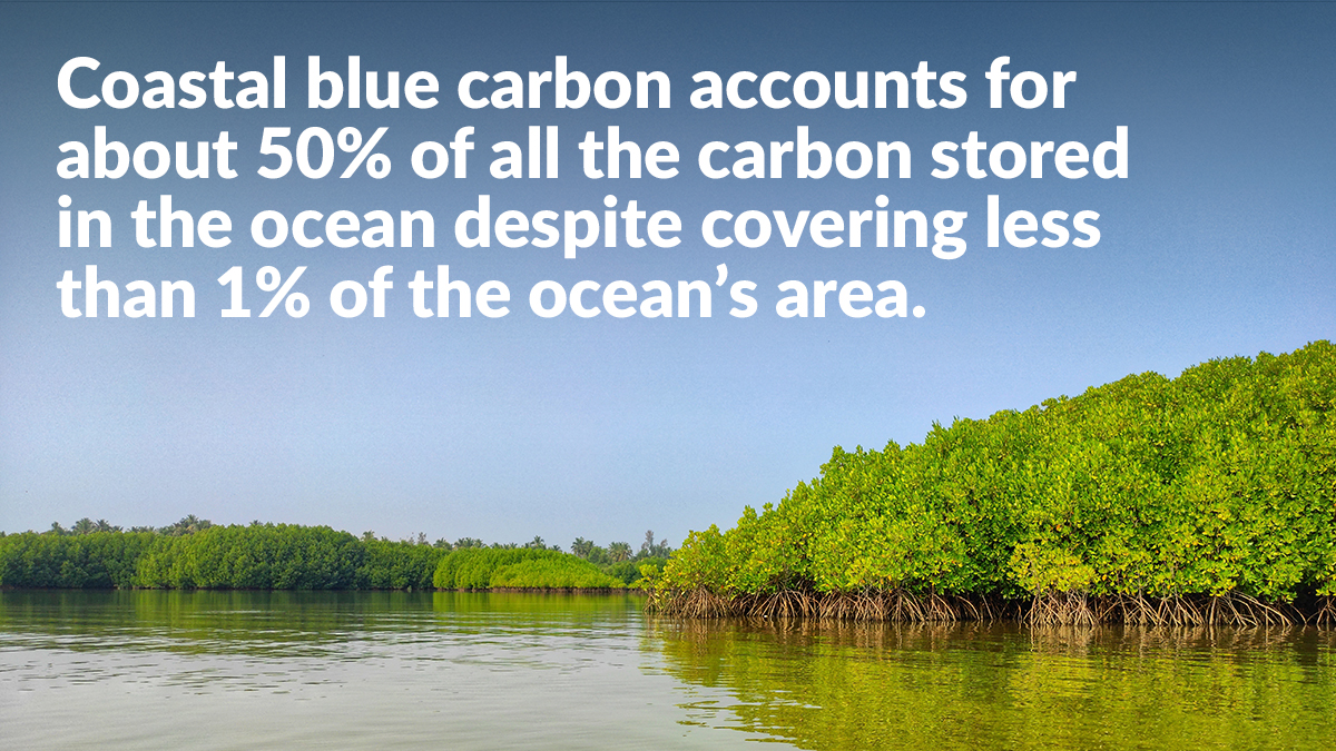 With new studies showing the Earth warming faster than previously believed, we need urgent action to reduce greenhouse gases in the atmosphere.

<a href="/arianasg1/">Ariana Sutton-Grier</a> explains why the answer could lie in coastal wetlands: pew.org/3eHzXhs