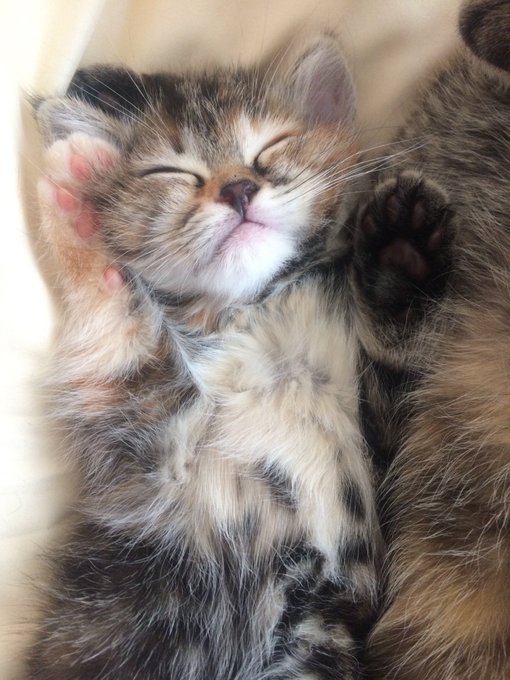 @notauchi3653 赤ニャンポコと和解せよ 