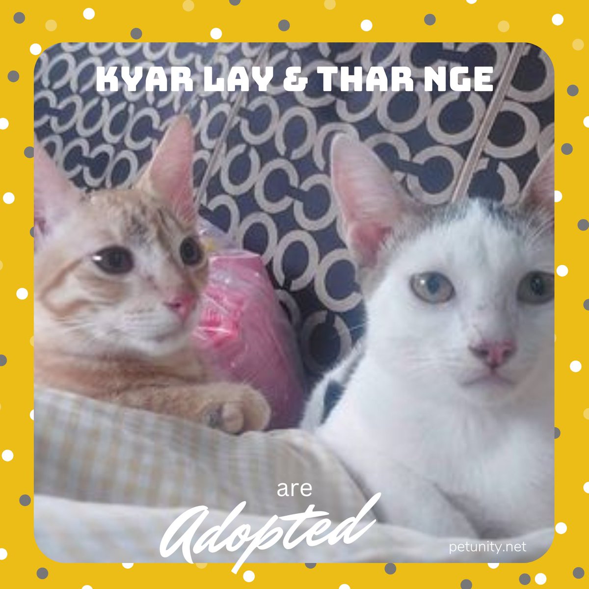 Petunitymm's tweet photo. Kyar Lay &amp; Thar Nge are adopted! 
Thank you very much for loving and taking full responsibility of them. Moreover, thank you loads to the P-fans for spreading the news and waiting for our posts. We love you! https://t.co/a9tYAM07WK