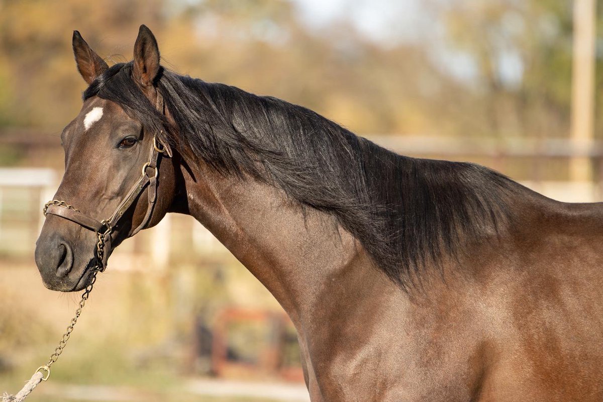 RacingDmw's tweet photo. Manny Wah runs in the @breederscup Sprint! He is from Gone West line Battlefield Angel who is a full sister to #oklahoma accredited Stallion Blended Citizen! Good luck to all of the connections! Check Blended Citizen out at https://t.co/FHlyCE1Vhe. #Okbred #breederscup https://t.co/MReqsie7gx