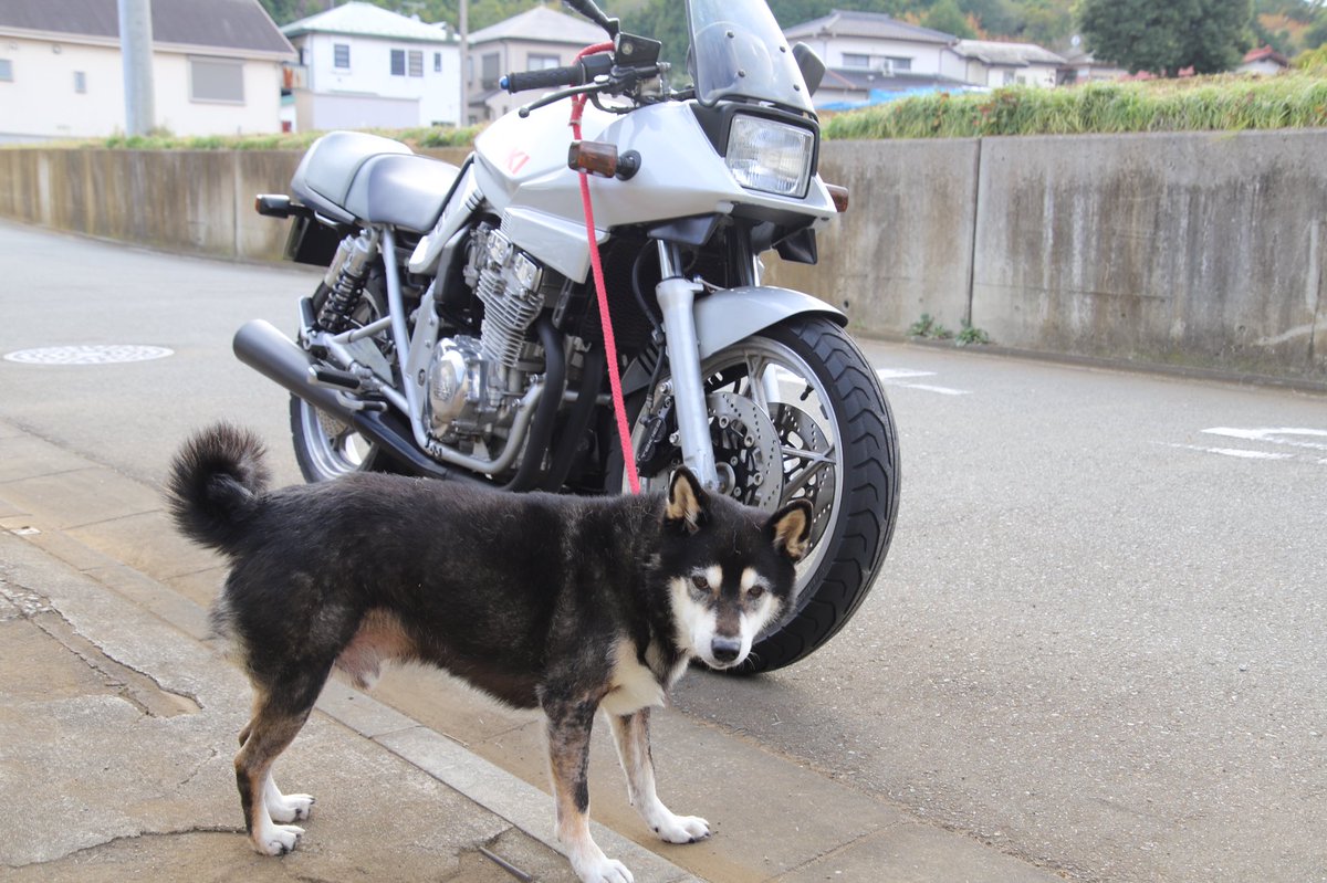 binbinsss's tweet photo. 「こんなのに繋ぐんじゃねーよ」な顔。
#天丸 #てんまる #黒柴 #柴犬
#カタナ #suzuki #スズキ #バイク #カタナ400 #gsx400s #400cc
#eos6dmark2 #eos6d2 #eos6dmarkⅱ
#tamron #tamrona010 https://t.co/xu9J9E0UAV
