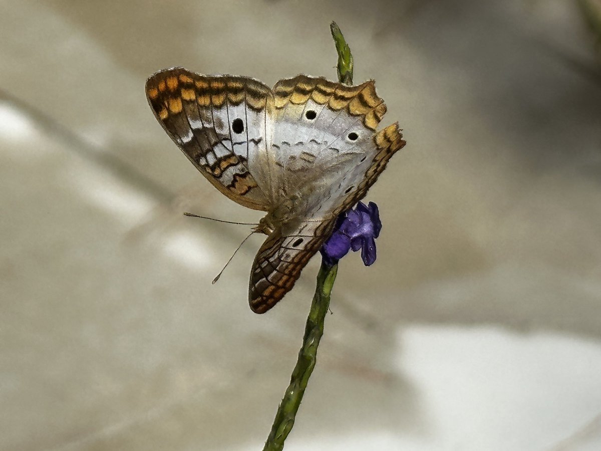 GoldringStacey's tweet photo. Discussing books offers a chance for rewarding, nourishing conversation. Join me Tues 6:30 @SanMarcoBooks to talk about Flight Behavior by Barbara Kingsolver🦋📙 #climatechange #bookclub #jax @WJCTJax @nprbooks #kingsolver @MelissainJax https://t.co/wsVhb8k0OJ