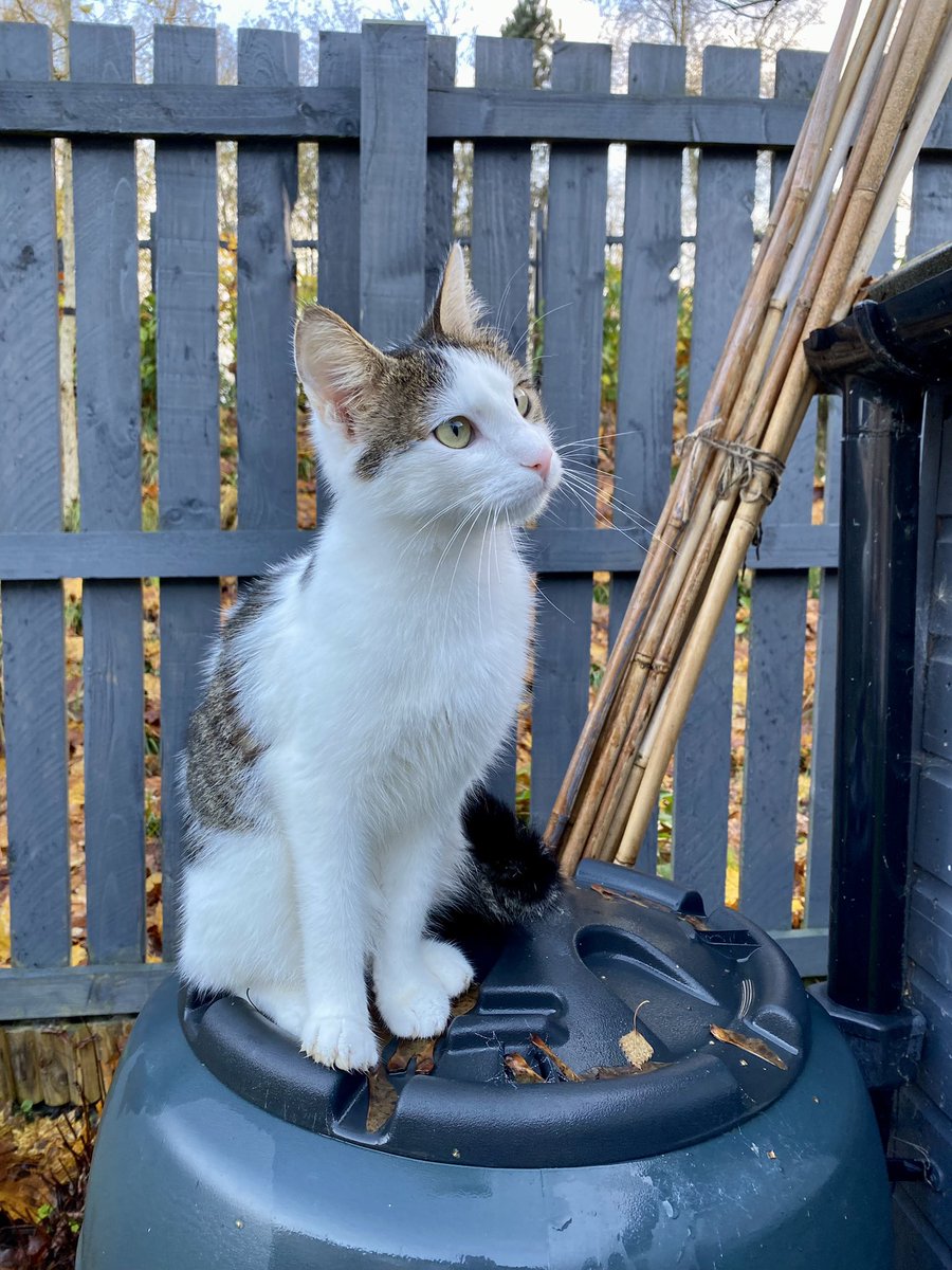 freddiecatmum's tweet image. A #rustle #Hedgewatch today on #Caturday - I’m loving the sheet mum has put on the shed roof to stop it leaking - have been chasing the raindrops on it and paddling my paws in the shed guttering 🐾

#CatsOfTwitter