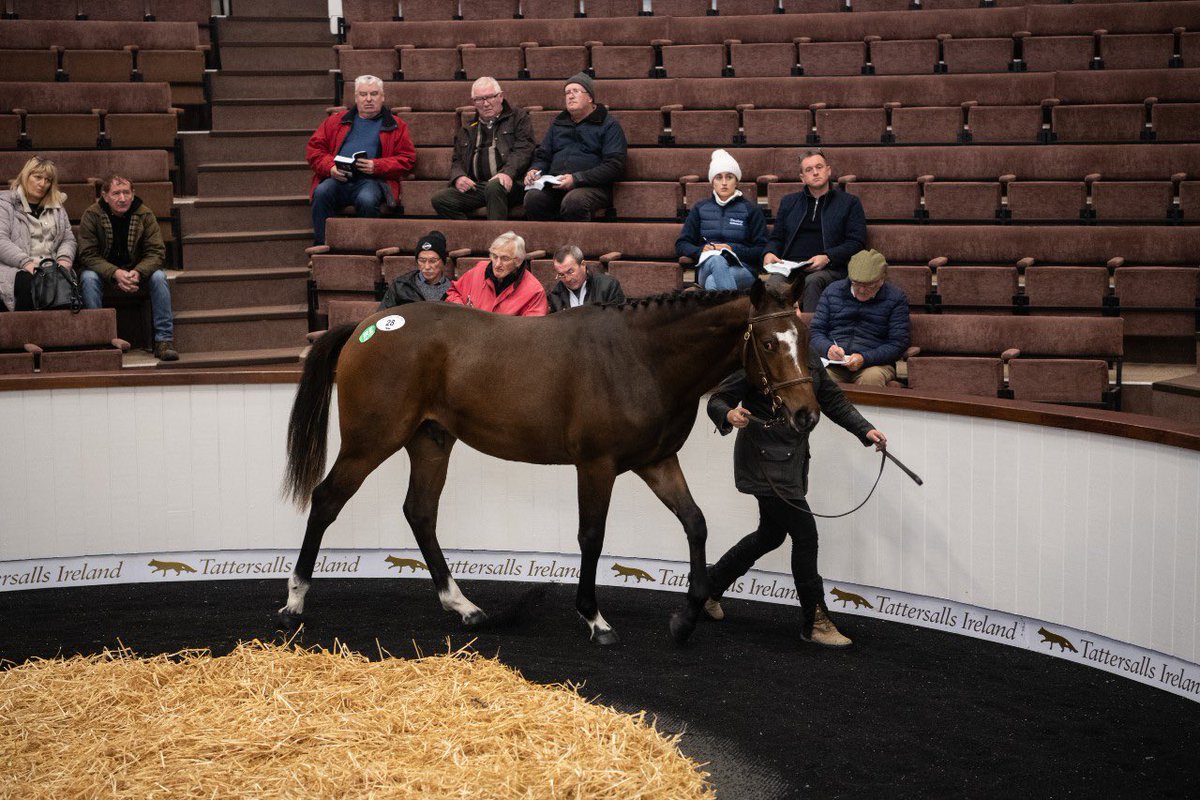 Tattersalls_ie's tweet photo. ✨Positive start to the November National Hunt Sale✨

The flagship six-day November NH Sale began today with a positive session of NH-bred yearlings offered &amp; produced a 60% ⬆️ in the median price &amp; 21%⬆️ in the average price

Read more👉🏼 https://t.co/tHs4aP6hLn https://t.co/jTnUC7vfjC