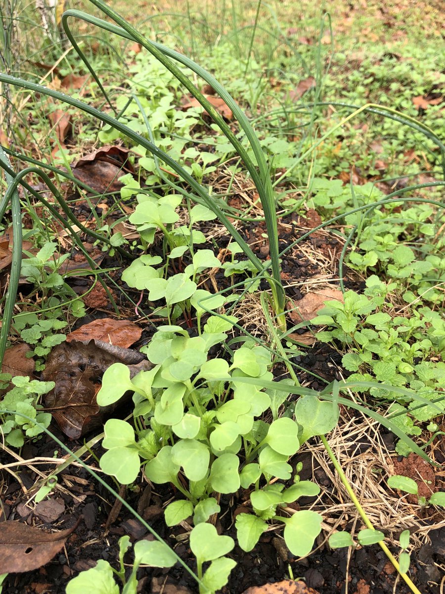 WiseWayTribe's tweet image. Wild onions cohabitating with the radishes I planted… sounds like a salad to me!