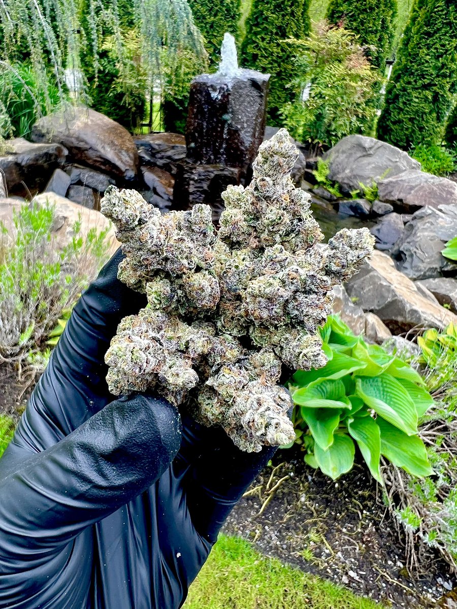 Breaking out the last of these nuggets on this Twizzle Dance Saturday baby! Seeds available on exoticgenetix.com!!! #exoticgenetix #itsalifestyle