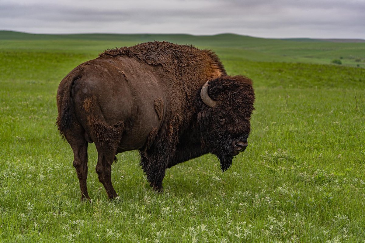 On #NationalBisonDay, we celebrate this majestic symbol of strength and resilience. 🦬

Learn more about bison found in parks at nps.gov/subjects/bison

📸A bison in grass field at Tallgrass Prairie National Preserve, KS