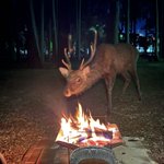 仲良くキャンプ!？焚き火をしていたら現れた野生動物とは!？