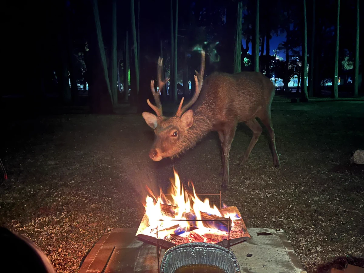 仲良くキャンプ！？焚き火をしていたら現れた野生動物とは！？