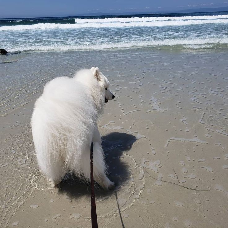 ⠀⠀⠀⠀
⠀⠀⠀⠀⠀
⠀⚘ mnemosynced 업데이트 ！
      ZAMBALES ⩩ 11052022
⠀⠀⠀⠀⠀⠀⠀⠀⠀
      ❛ beach date with my babies
        photos were, of course,
        taken earlier ^^
⠀⠀⠀⠀