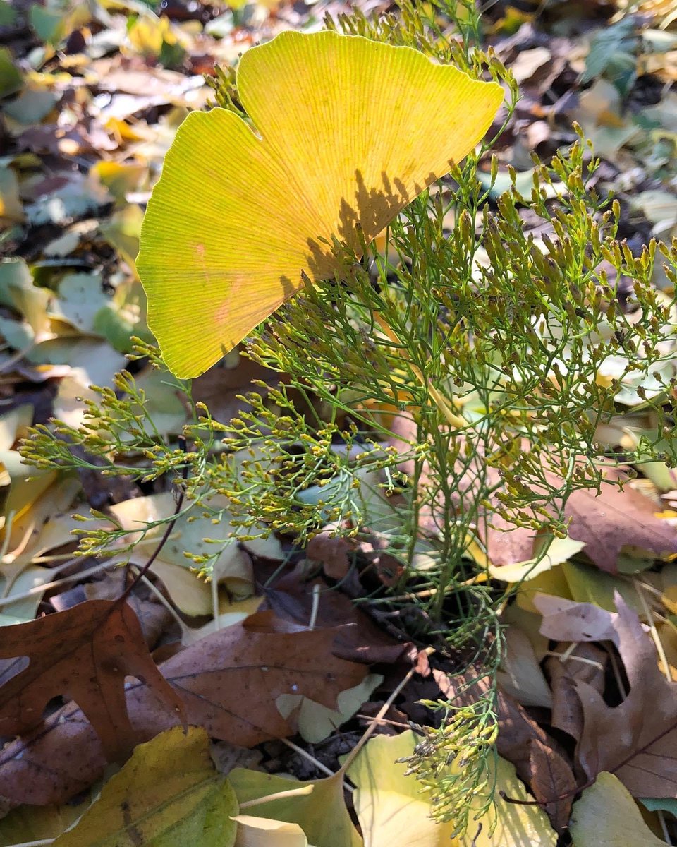 bedrockgardens's tweet photo. Gingko and Bigelowia. #catchingthelight #gingkobiloba
#bigelowianuttallii #amomentintime
#bedrockgardens https://t.co/9GJgYzq84N