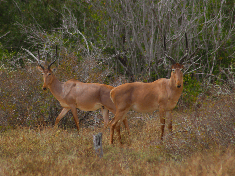 pixel_mags's tweet photo. Hirola Antelope is the rearest antilope found in the world
#wildlife  #Africa  #antilope #deer  #nature  #wildlifephotography https://t.co/8Ani9M36HR
