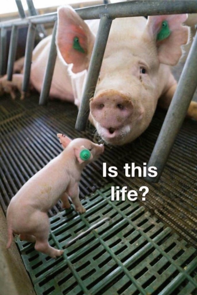 Angie KaranⓋ🌱 tweet media