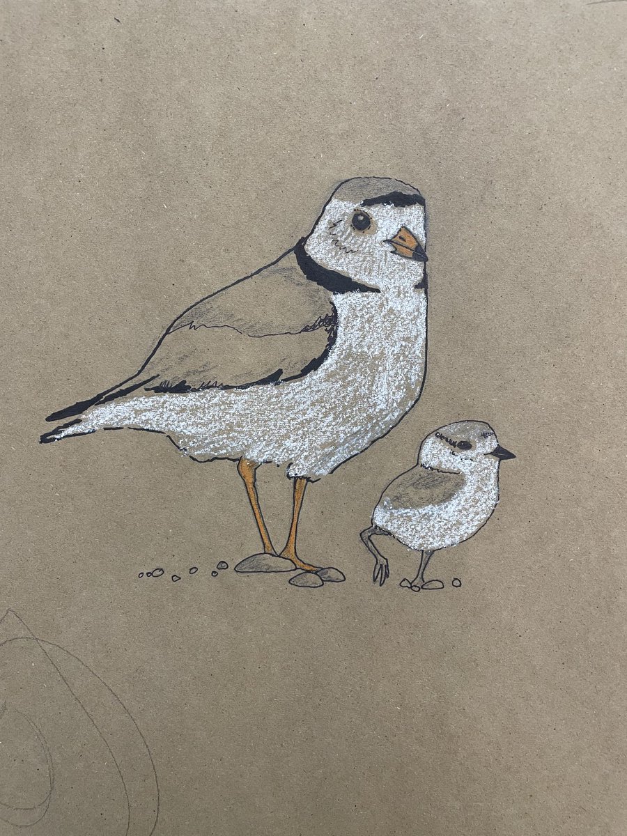 This piping plover pair was making me laugh even as I drew it. That baby…that exhausted looking parent…