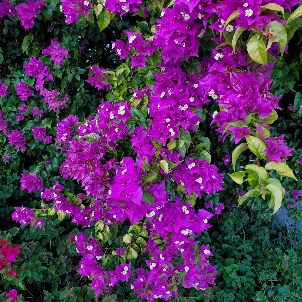 Loonaxcore's tweet photo. <3 #photography #photographylovers #flowers https://t.co/yC33MbKdEt