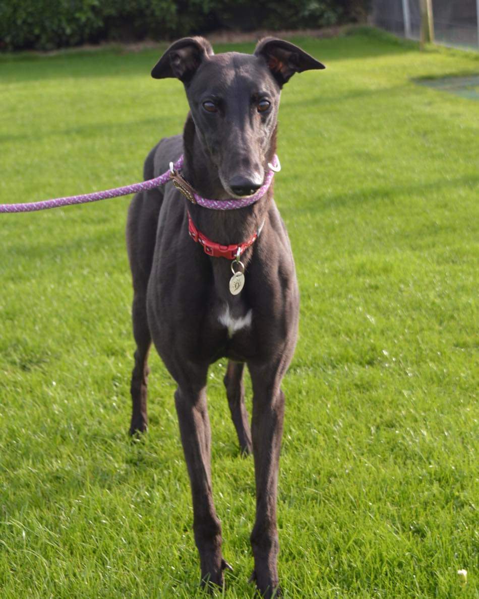 Greyhound Adoption @ Seaside Greyhounds tweet media