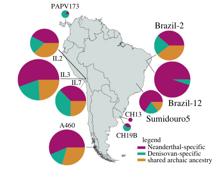 Novo estudo de genoma de sítios arqueológicos americanos mostra mais DNA denisovano do que Neanderthal em indivíduos do Panamá e do Uruguai. 1/3