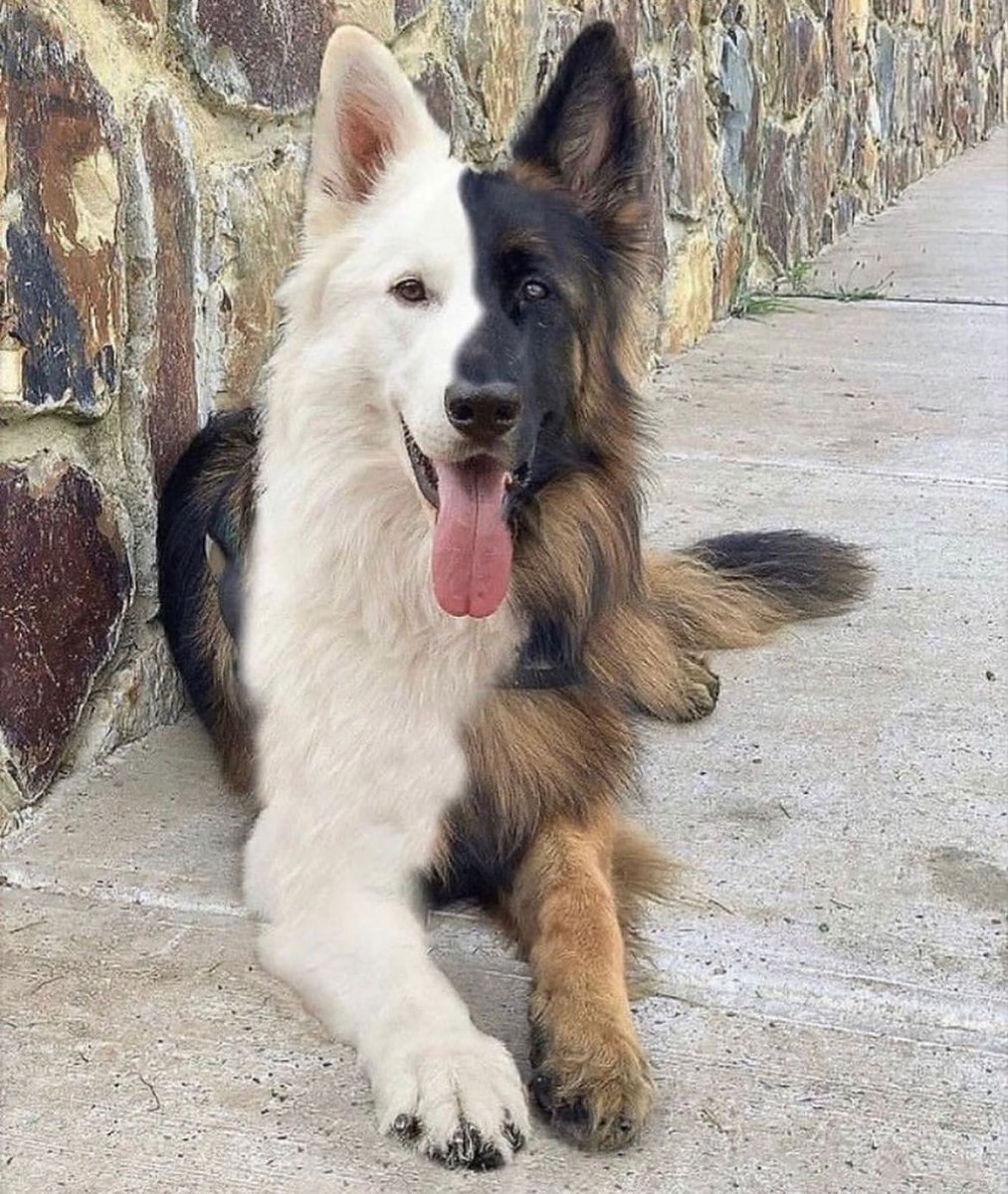 German Shepherd tweet media