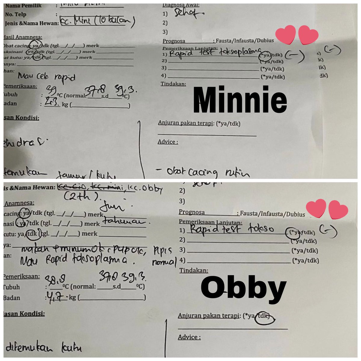 Hari ini chio tes toxo, alhamdulillah negatif🙏🏼 obby &amp; minnie jg udah kemarin tp gaada foto rapidnya🫠🫠 jadi bisa buktiin ke orang2 kalo kucing2 dirumah tuh bersih hehehe