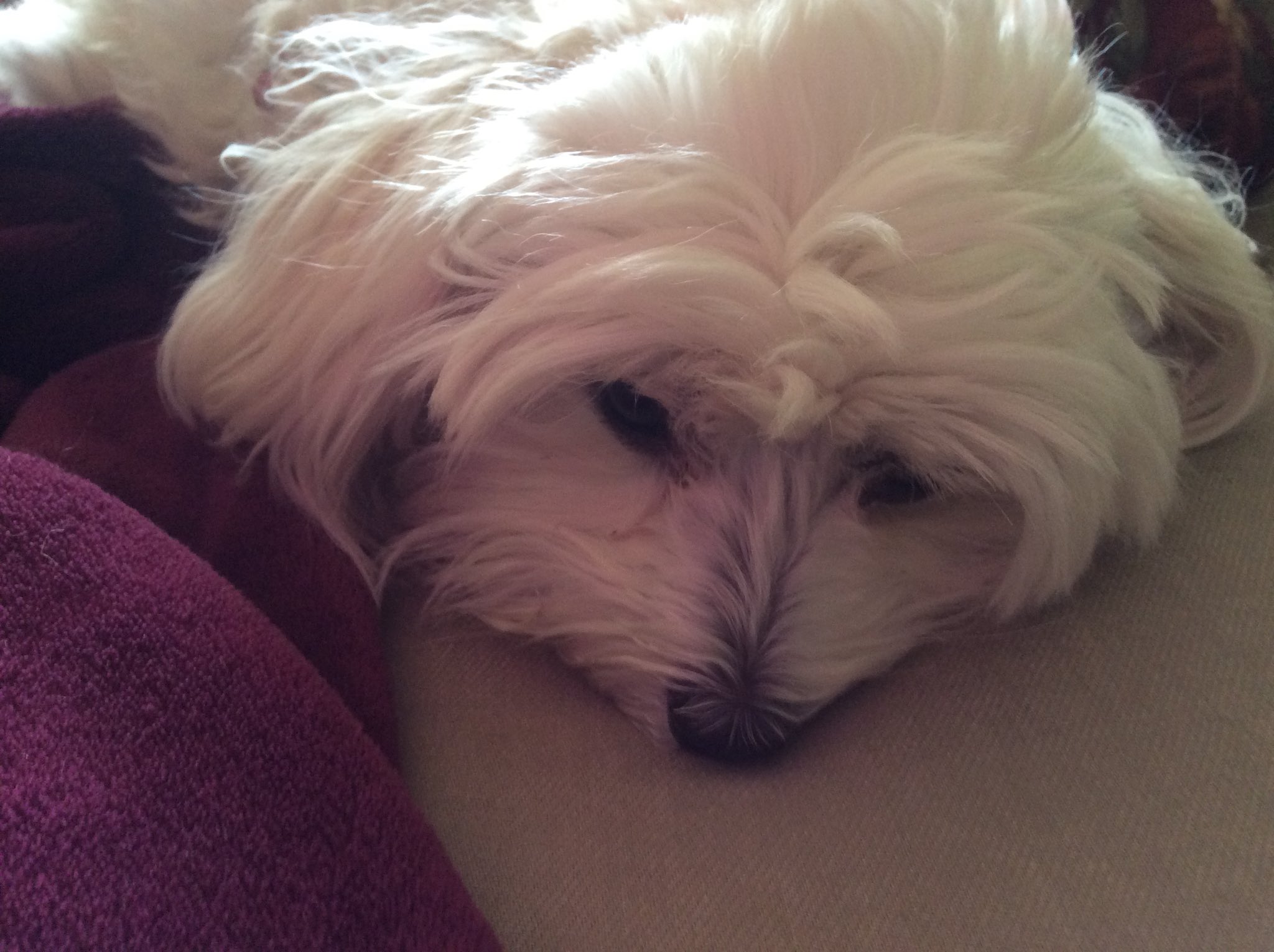 muggins-katrinawiser2-twitter