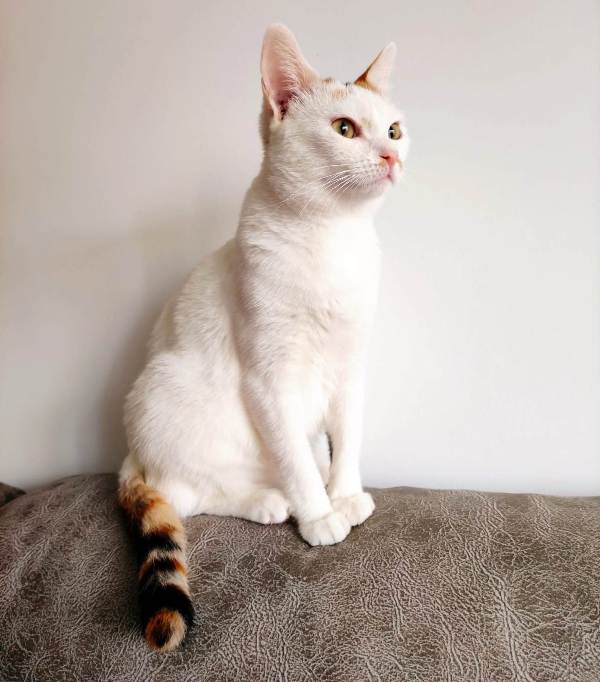 AdopFelinasVLC's tweet photo. Finde con MONNIE ADOPTADAAA!!! 🎉🎉🎉
Ahora se llama Minerva y ya está en SU hogar con su familia humana, donde está siendo todo lo malcriada y consentida que se merece y recibir tooooda la atención como gata única que es 😸😸
 ¡¡Enhorabuena y a disfrutarla!!!👏👏👏 https://t.co/uNdPQqdZET