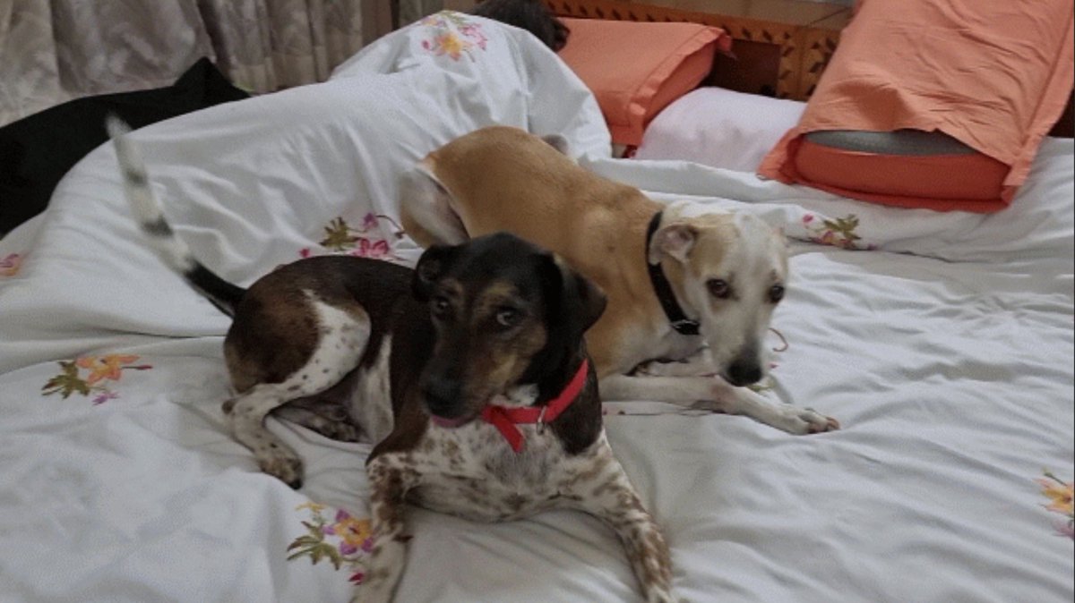 TN Govt has issued a Public Notice inviting NGOs that care for abandoned/injured pets &amp; strays to apply for funding under the scheme announced during this year's budget

Please encourage/refer to those who may qualify to apply

(BTW, our 4 Indies have settled in well indeed😊)