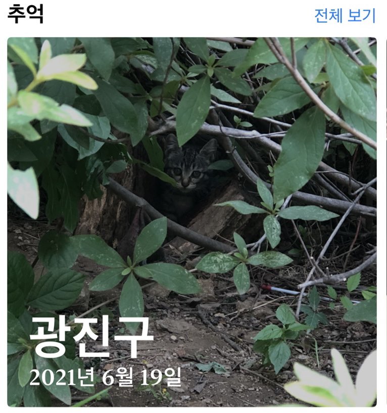 고양이를 모르는 사람에게 입양보낸다는 것은 세상 물정 모르는 아이를 혼자 기차 태워 보내는 것과 같다고.
표를 쥐어주는 나조차도 이 기차가 어디를 향해 가고 있는지 전혀 모른다고.
멈출 수도, 내릴 수도, 갈아탈 수도 없는 기차를 막막하게 태워 보내며 수십년의 행복을 고양이에게 약속하는 일.