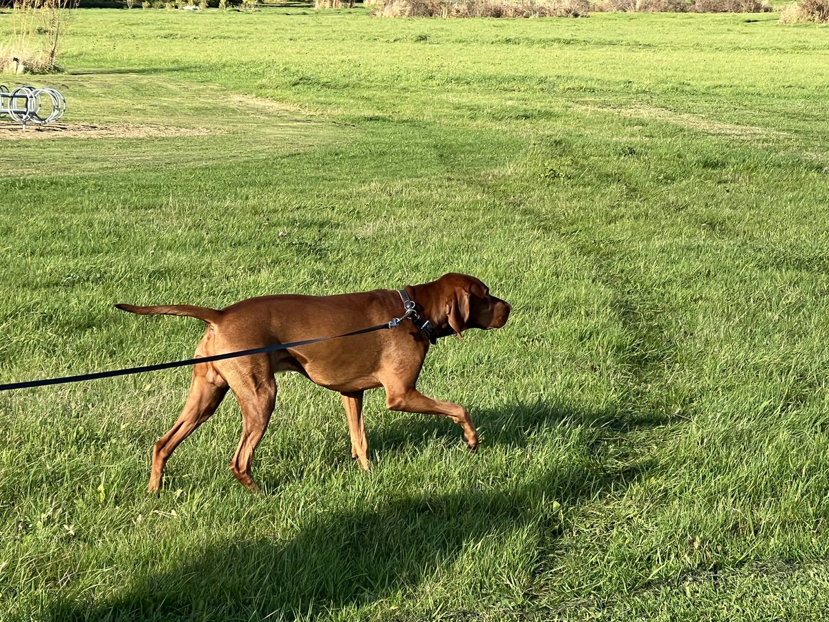 TraceTrait's tweet photo. Bird! (Seagulls) Lovely autumn day today. Mum put me on a diet.  Said I could stand to lose a few kilos.  I overdid it on treatos. Down 700 grams so far. More swimming going on. #dogs #dogsoftwitter #vizsla https://t.co/xHr1obPUvS