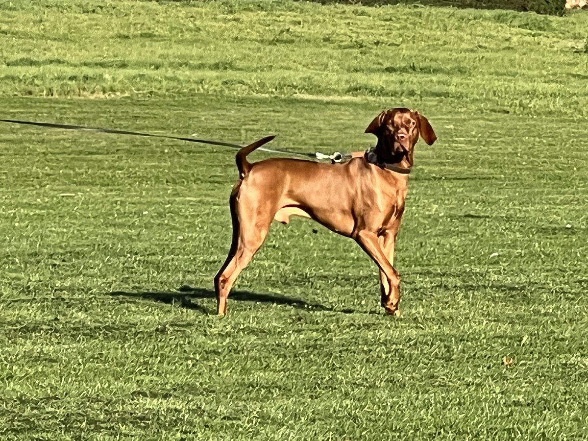 Bird! (Seagulls) Lovely autumn day today. Mum put me on a diet.  Said I could stand to lose a few kilos.  I overdid it on treatos. Down 700 grams so far. More swimming going on. #dogs #dogsoftwitter #vizsla