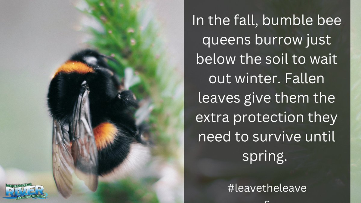 #leavetheleaves