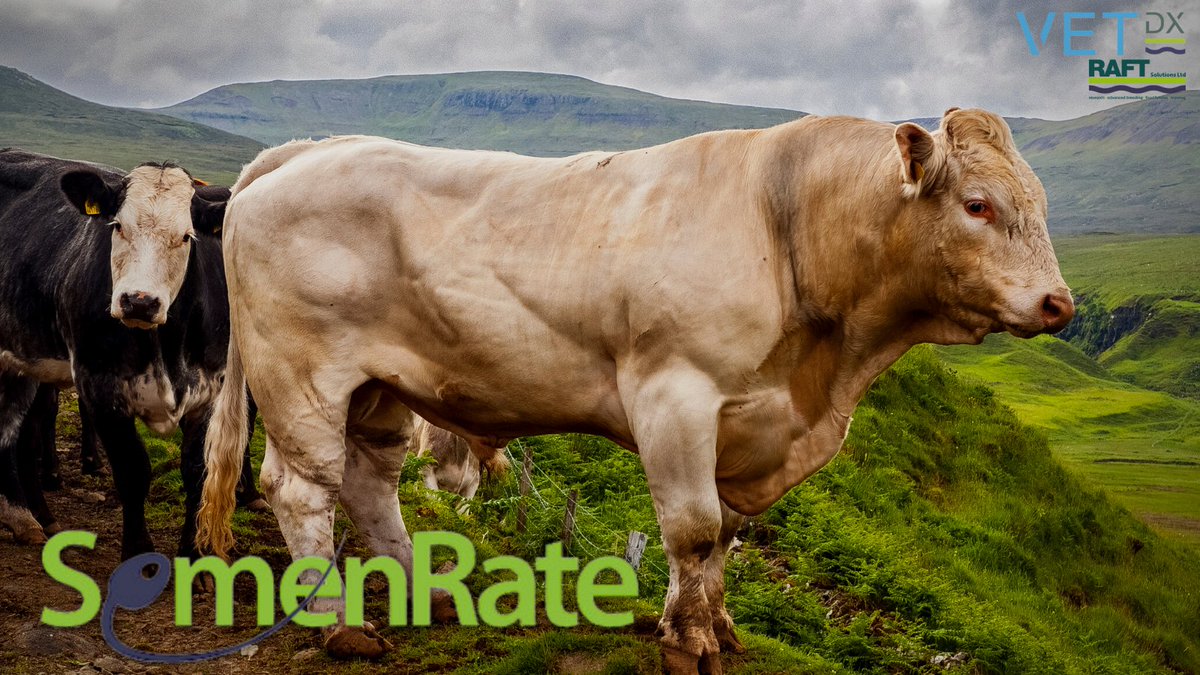 📣We're launching our first service, in partnership with the team at <a href="/RAFTsolutions/">RAFT Solutions Ltd</a>.

From today you will be able to digitally process your SemenRate analysis for #bovine, #porcine and #equine semen.

Learn more about SemenRate here: raftsolutions.co.uk/advanced-breed…

#animalhealth