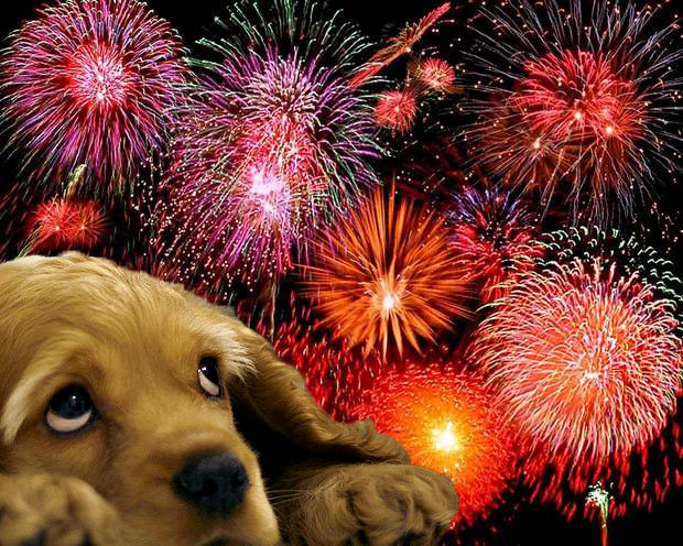 DOG OWNERS: Walk/feed before dusk, close windows/curtains, turn up TV/radio/music (reggae works apparently!), provide safe den/space/room to destress/cope, try distraction games with treats/toys, consider pheromone plug-ins &amp; make sure microchip details up to date. #FireworksPets